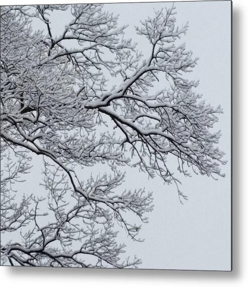 Ice Metal Print featuring the photograph Icey Winter Branch by Vic Ritchey