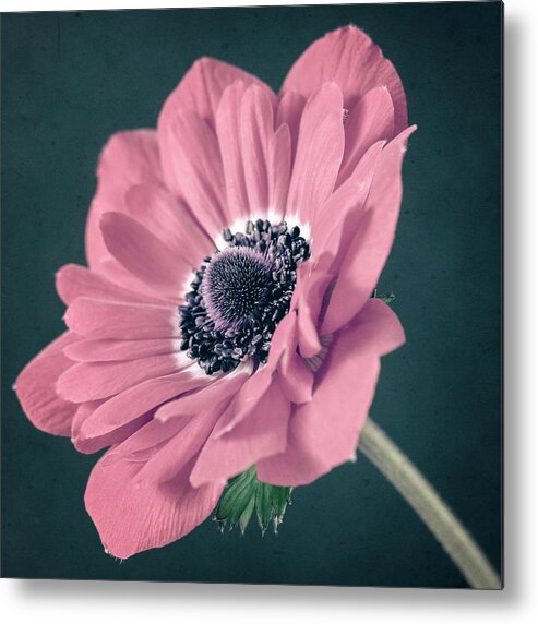 Anemone Metal Print featuring the photograph In The Pink by Caitlyn Grasso
