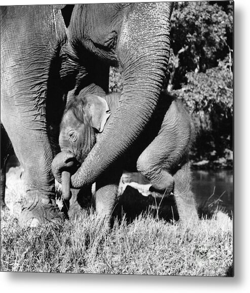Nature Metal Print featuring the photograph Indian Elephants by Ylla