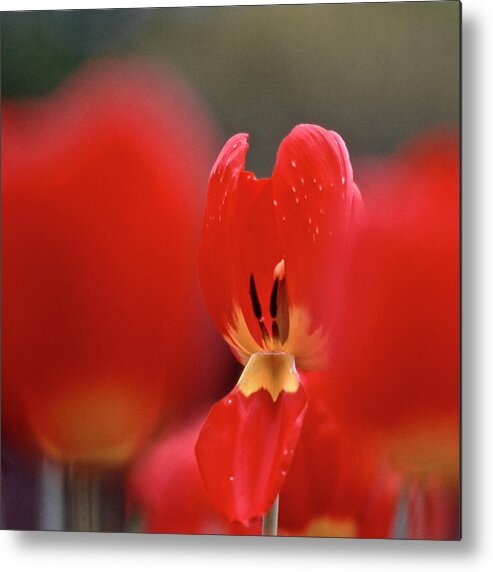 Tulip Metal Print featuring the photograph Inner Value by Heiko Koehrer-Wagner