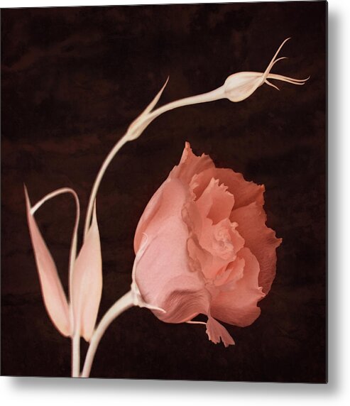 Lisianthus Flowers Metal Print featuring the photograph Intention by Leda Robertson