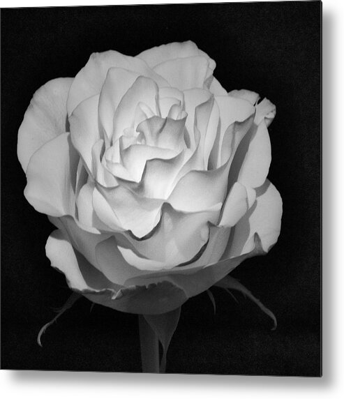 Infrared Metal Print featuring the photograph IR Rose by John Roach