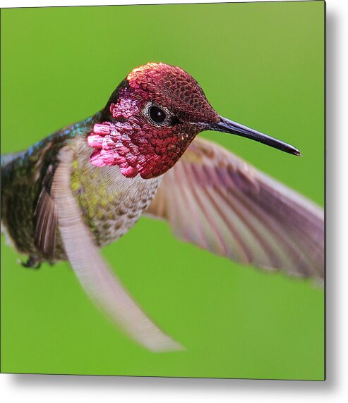 Bird Metal Print featuring the photograph Iridescent Inquisitor by Briand Sanderson