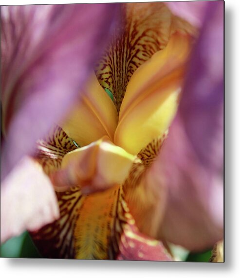 Photograph Metal Print featuring the photograph Iris Albertii in Magenta by M E