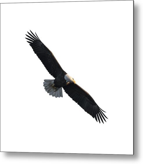 American Bald Eagle Metal Print featuring the photograph Isolated American Bald Eagle 2016-5 by Thomas Young