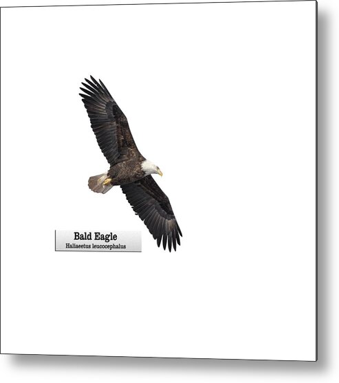 Bald Eagle Metal Print featuring the photograph Isolated Bald Eagle 2018-1 by Thomas Young