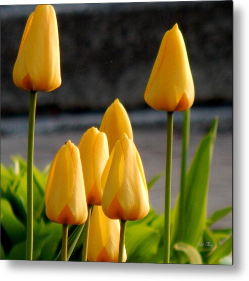 Spring Metal Print featuring the photograph It Is Spring by Wild Thing