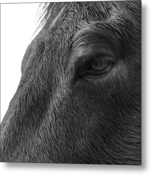 Horse Metal Print featuring the photograph It's all in the eyes by Steve Gravano