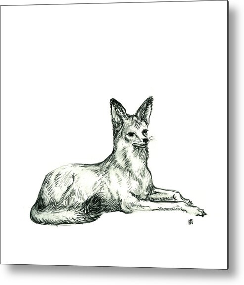 Wild Metal Print featuring the drawing Jackal Sketch by Shirley Heyn