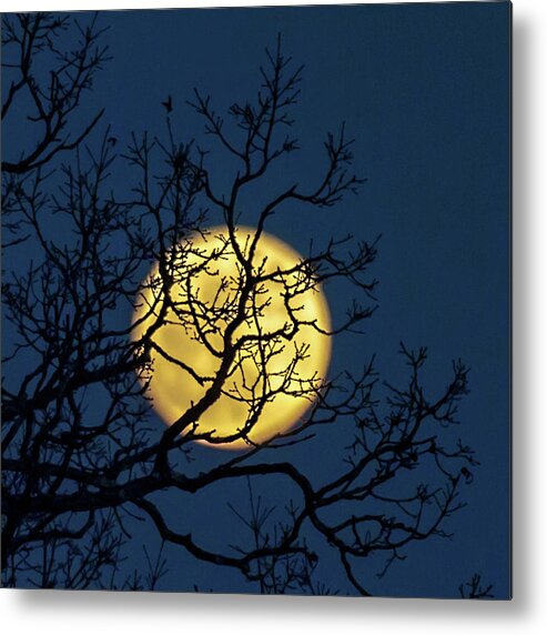 2018 Metal Print featuring the photograph Janet's Moon by Lara Ellis