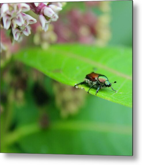 Photograph Metal Print featuring the photograph Japanese Beatle on a Common Milkweed Plant on the Blue Ridge Mountains USA by M E