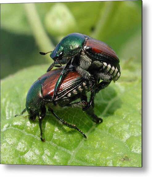 Nature Metal Print featuring the photograph Japanese Beetles Mating by Matt Cormons