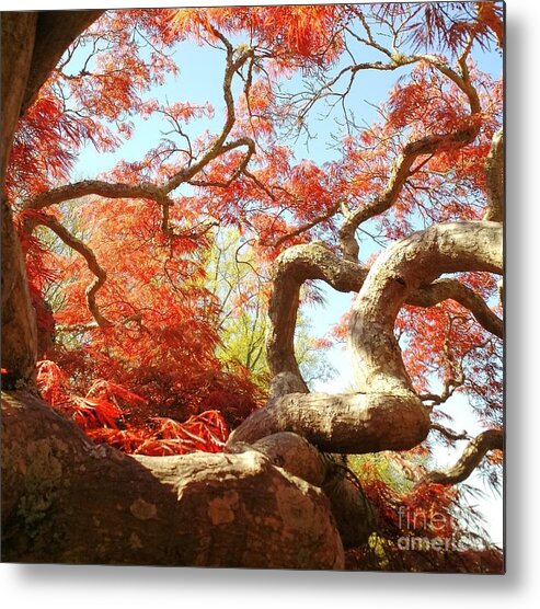 Japanese Maple Tree Metal Print featuring the photograph Japanese Maple Tree by Anita Adams