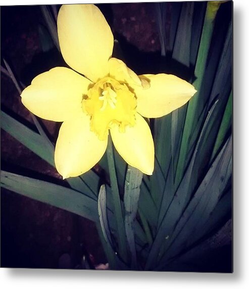 Instaart Metal Print featuring the photograph Jonquil At Night. #daffodil by Genevieve Esson