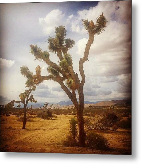 Picture Metal Print featuring the photograph Joshua Tree. #photographer #photo by Alex Snay