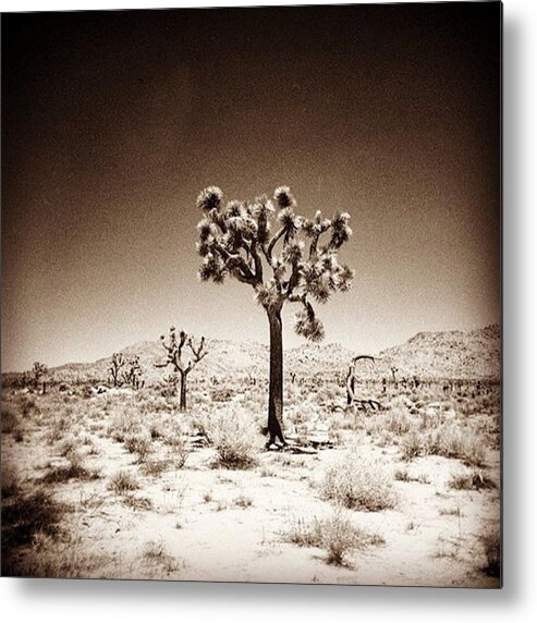 Lomography Metal Print featuring the photograph Joshua Tree Taken With A #holga #film by Alex Snay