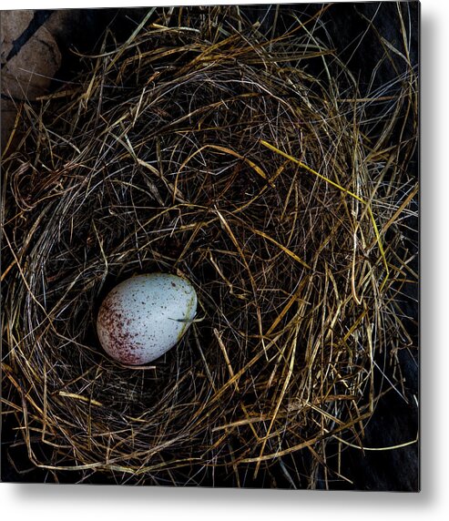 Dark-eyed Junco Metal Print featuring the photograph Junco Bird Nest and Egg Square Version by Carol Leigh