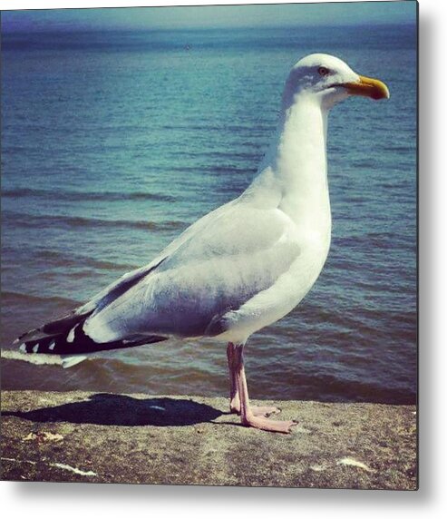 Love Metal Print featuring the photograph Just Chillin #seagull by Richard Atkin