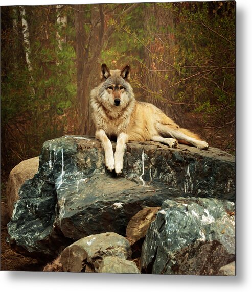 Animal Metal Print featuring the photograph Just Chilling by Susan Rissi Tregoning
