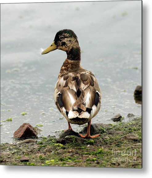 Duck Metal Print featuring the photograph Just Ducky by Sam Rino