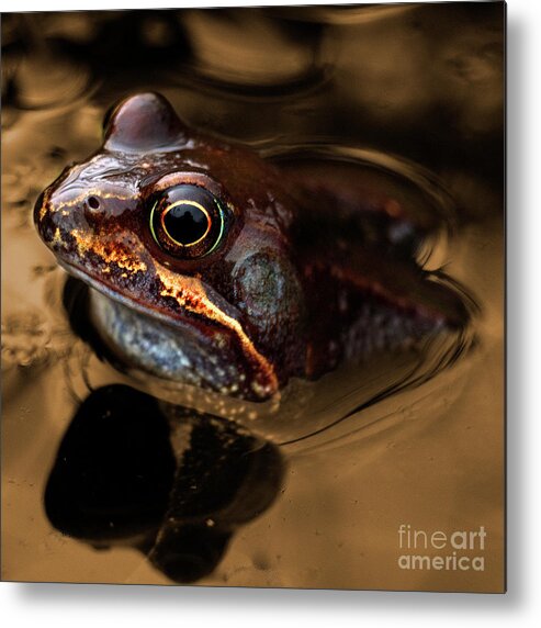 Frog Metal Print featuring the photograph Kermitt in Bronze by Rob Hawkins