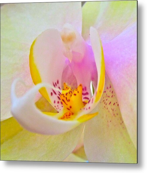 Photograph Of Orchid Metal Print featuring the photograph Killing Me Softly by Gwyn Newcombe