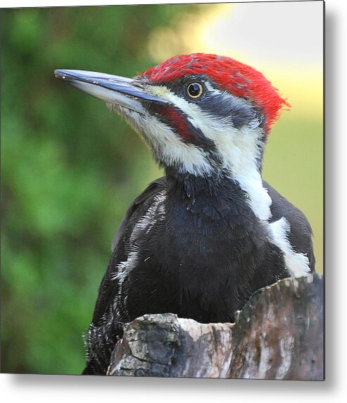 Pileated Woodpecker Metal Print featuring the photograph King of the Castle by Carl Olsen