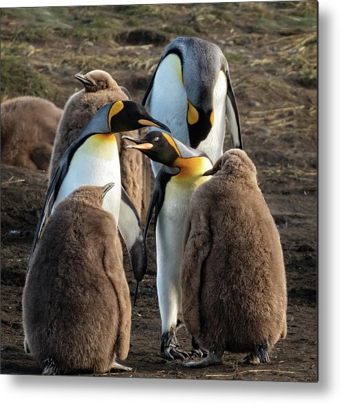 King Metal Print featuring the photograph King Penguins and their young by Steven Upton