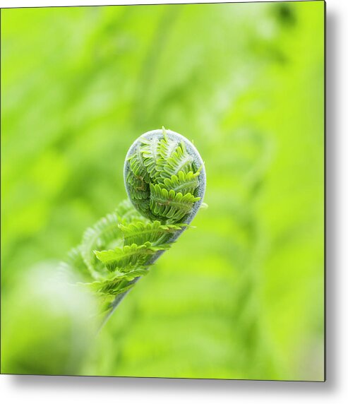 Fern Metal Print featuring the photograph Koru by Holly Ross