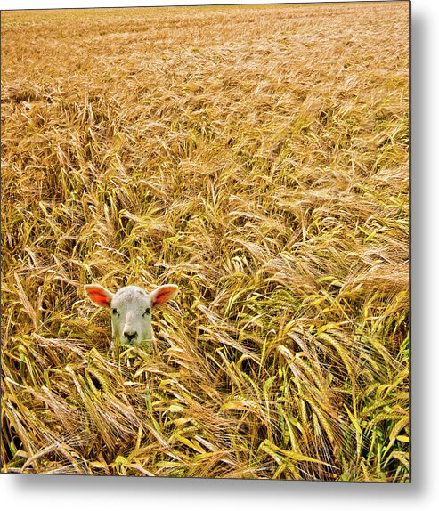 Sheep Metal Print featuring the photograph Lamb With Barley by Meirion Matthias