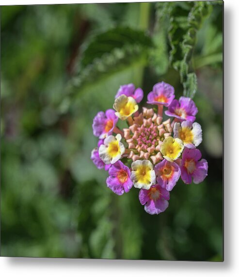 Tucson Metal Print featuring the photograph Lantana in bloom by Dan McManus