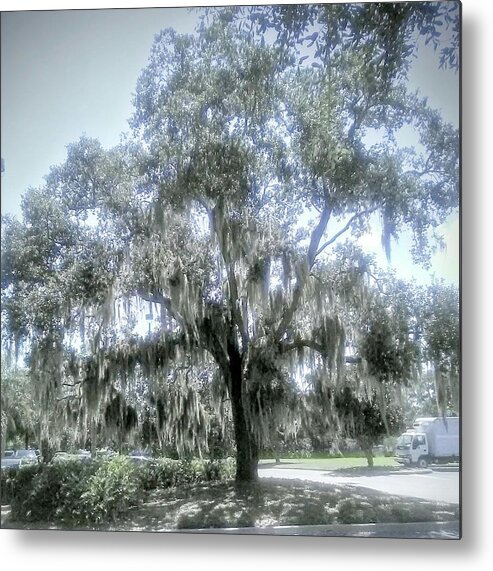 Tree. Florida Metal Print featuring the photograph Largo's Spanish Moss by Suzanne Berthier