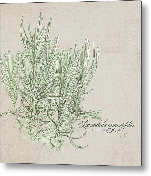 Lavender Metal Print featuring the digital art Lavandula augustiflora by Gina Harrison