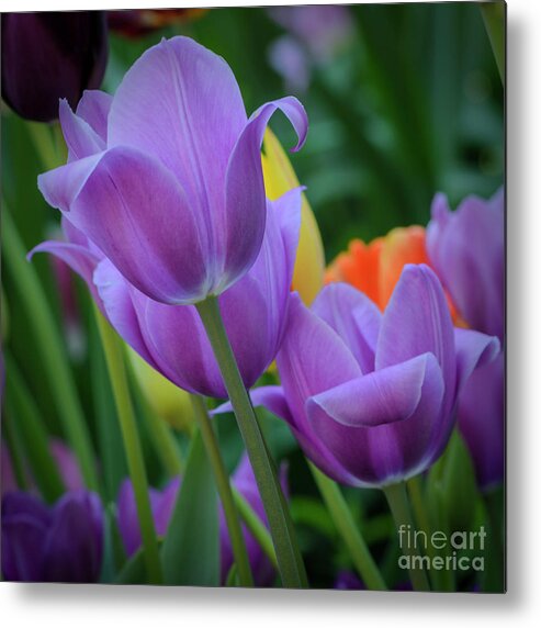 Tulips Metal Print featuring the photograph Lavender Tulips by Tamara Becker