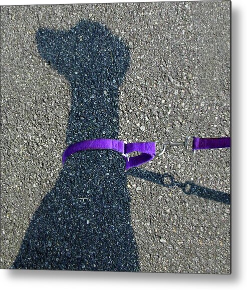 Greyhound Metal Print featuring the photograph Leash Required on Sunny Days by Art Cole