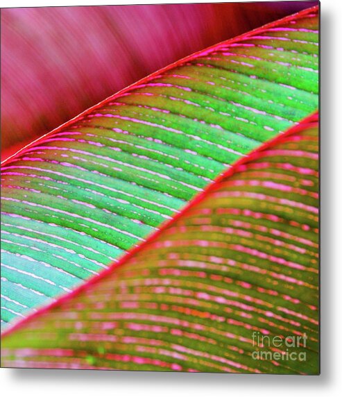 Leaf Metal Print featuring the photograph Leaves in Color by D Davila
