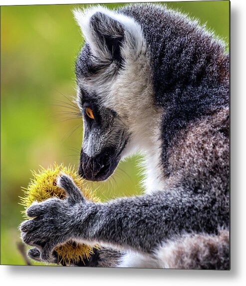 Lemur.chestnut Metal Print featuring the photograph Lemur and Sweet Chestnut by Nick Bywater