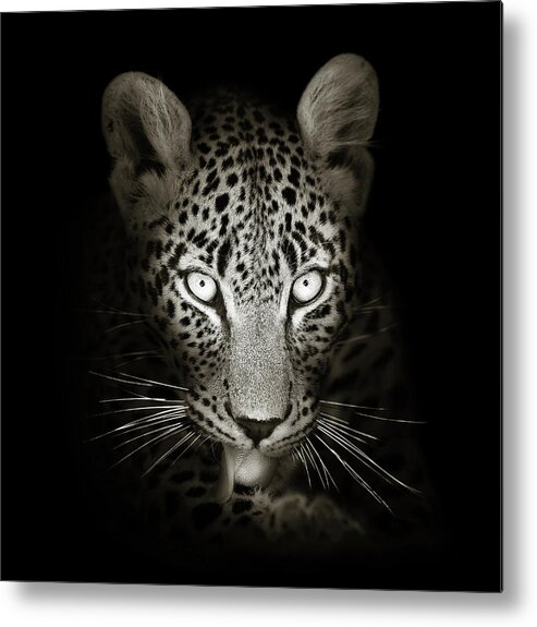 Leopard Metal Print featuring the photograph Leopard portrait in the dark by Johan Swanepoel