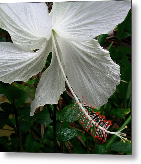 White Hibiscus Metal Print featuring the photograph Light From Above by James Temple