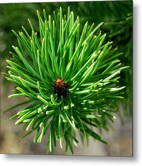Scotch Pine Metal Print featuring the photograph Light Play by Marilynne Bull