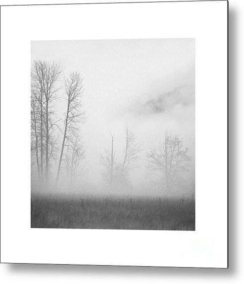 Lighter Than Black Metal Print featuring the photograph Lighter Than Black - mist sentinels by Paul Davenport