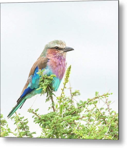 Africa Metal Print featuring the photograph Lilac breasted roller. by Usha Peddamatham