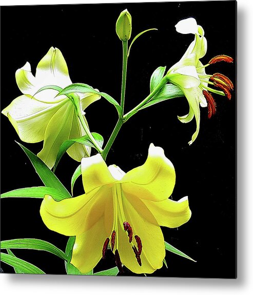 Flower Metal Print featuring the photograph Lilies in the sun by Linda Stern