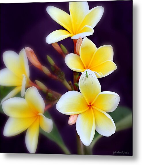 Yellow Flower Metal Print featuring the photograph Little Green Spider by Joseph G Holland