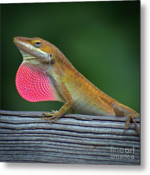 Animals Metal Print featuring the photograph Lizardry by Skip Willits
