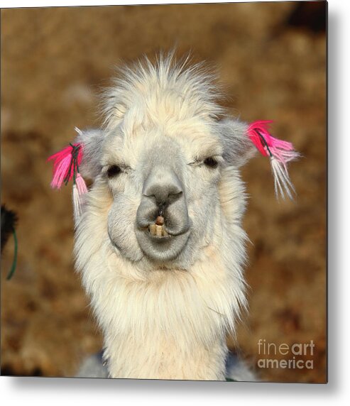 Llama Metal Print featuring the photograph Llama Happiness by James Brunker