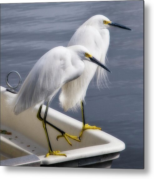 Herons Metal Print featuring the photograph Loitering by Kevin Bergen