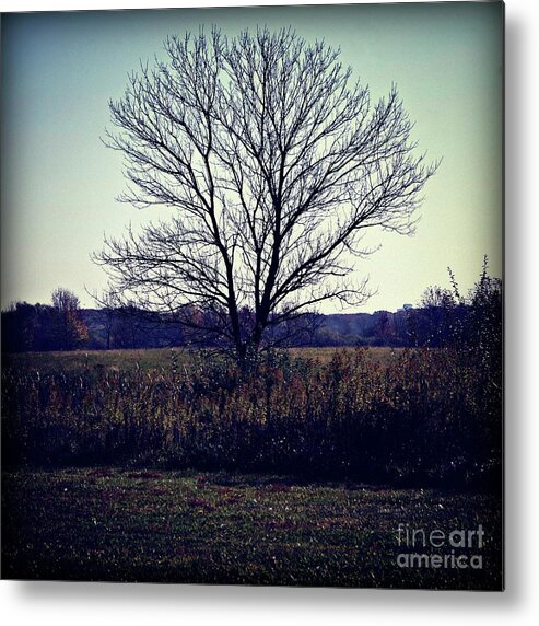 Midwest Metal Print featuring the photograph Lone Tree Silhouette in Field - Color Square by Frank J Casella