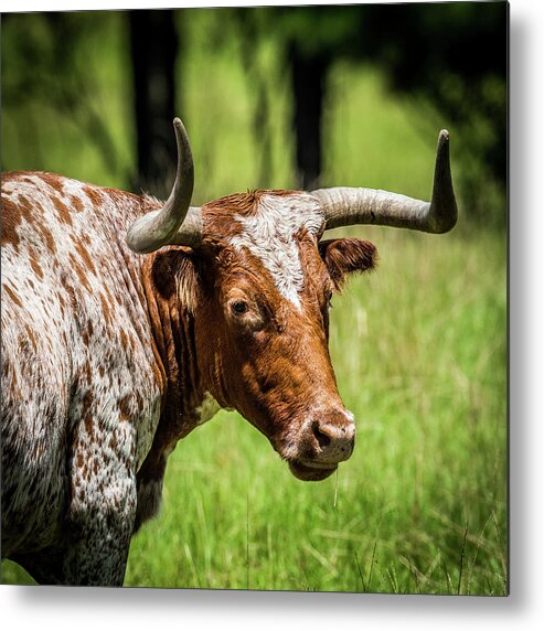 Long Horn Steer Metal Print featuring the photograph Long Horned Steer by Paul Freidlund