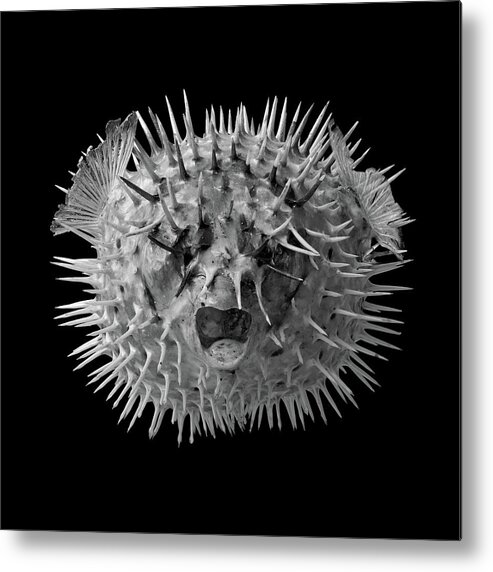 Puffer Metal Print featuring the photograph Long Spined Porcupine Fish by Jim Hughes